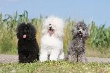 CANICHE (Poodle)